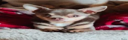 Chihuahua dogs for stud: Tiny Lilac and Tan Chihuahua KC Registered  - Advert 2