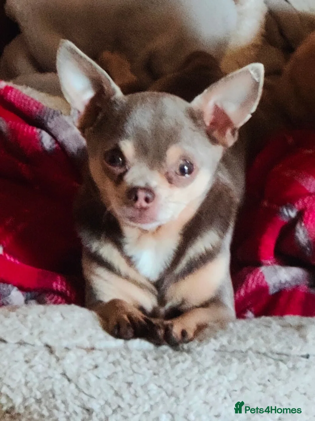 Chihuahua dogs for stud: Tiny Lilac and Tan Chihuahua KC Registered  - Advert 2
