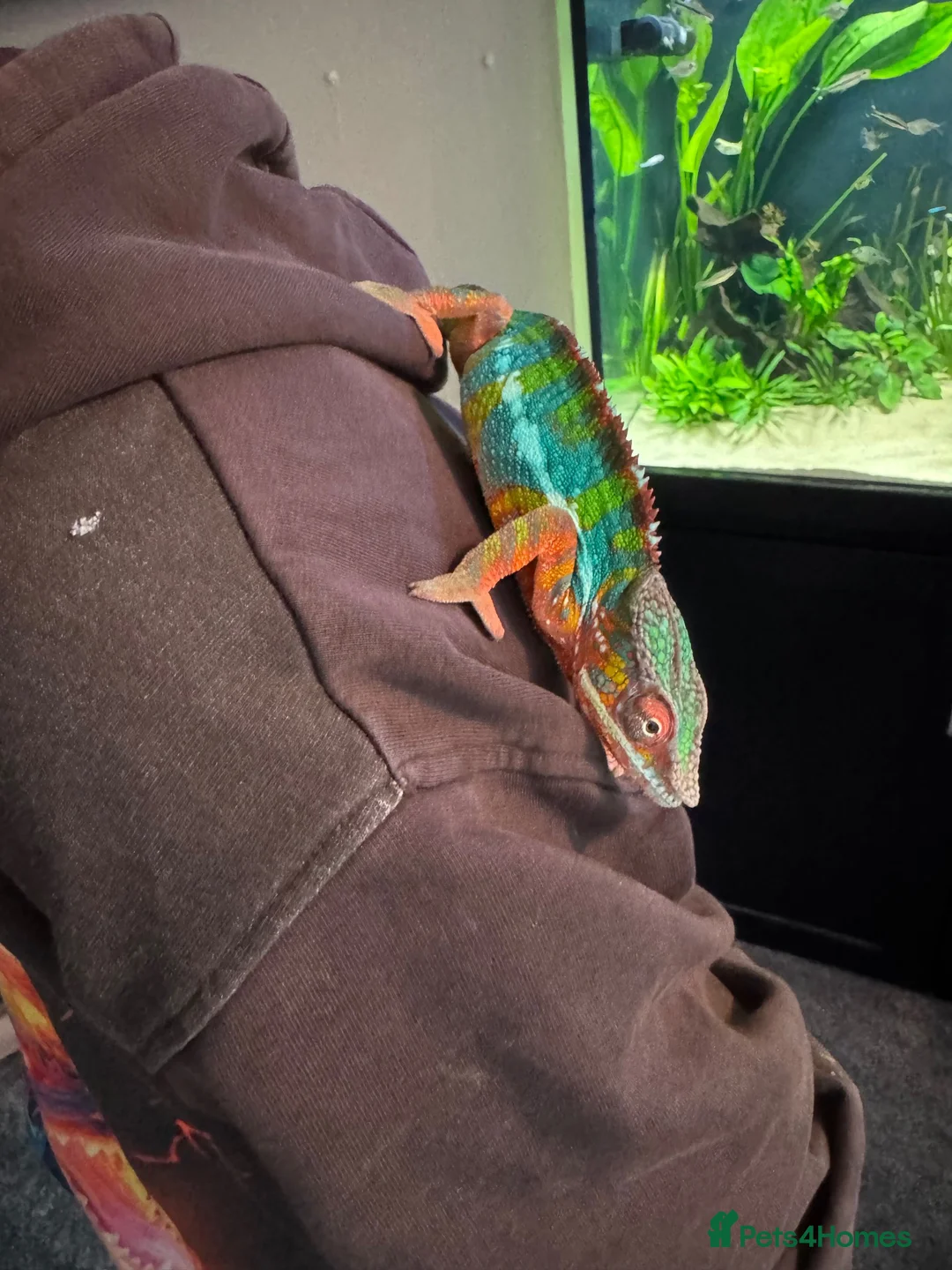 Chameleon reptiles for sale: Male panther chameleon  - Advert 2
