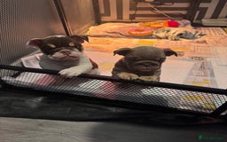 English Bulldog dogs for sale: English bulldog puppies  - Image 6