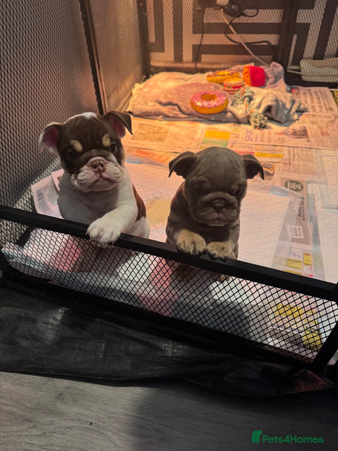 English Bulldog dogs for sale: English bulldog puppies  - Image 6