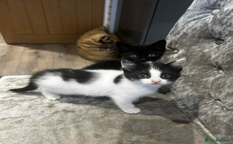 Mixed Breed cats - Advert 8