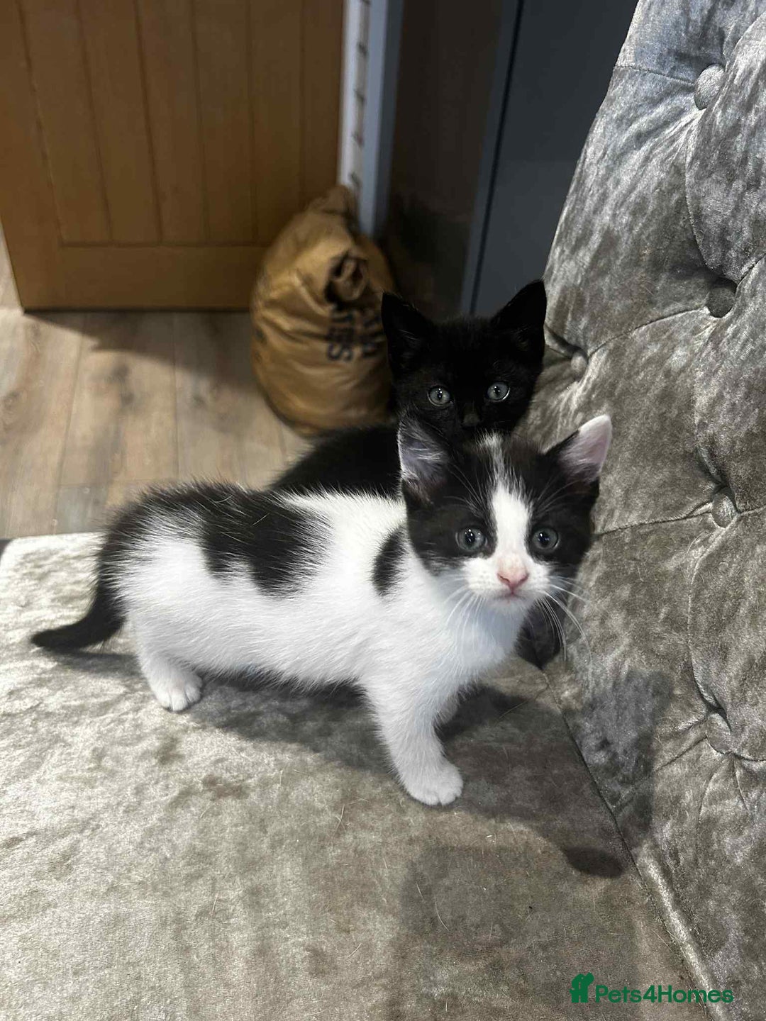 Mixed Breed cats for sale: 4 kittens for sale  - Image 1