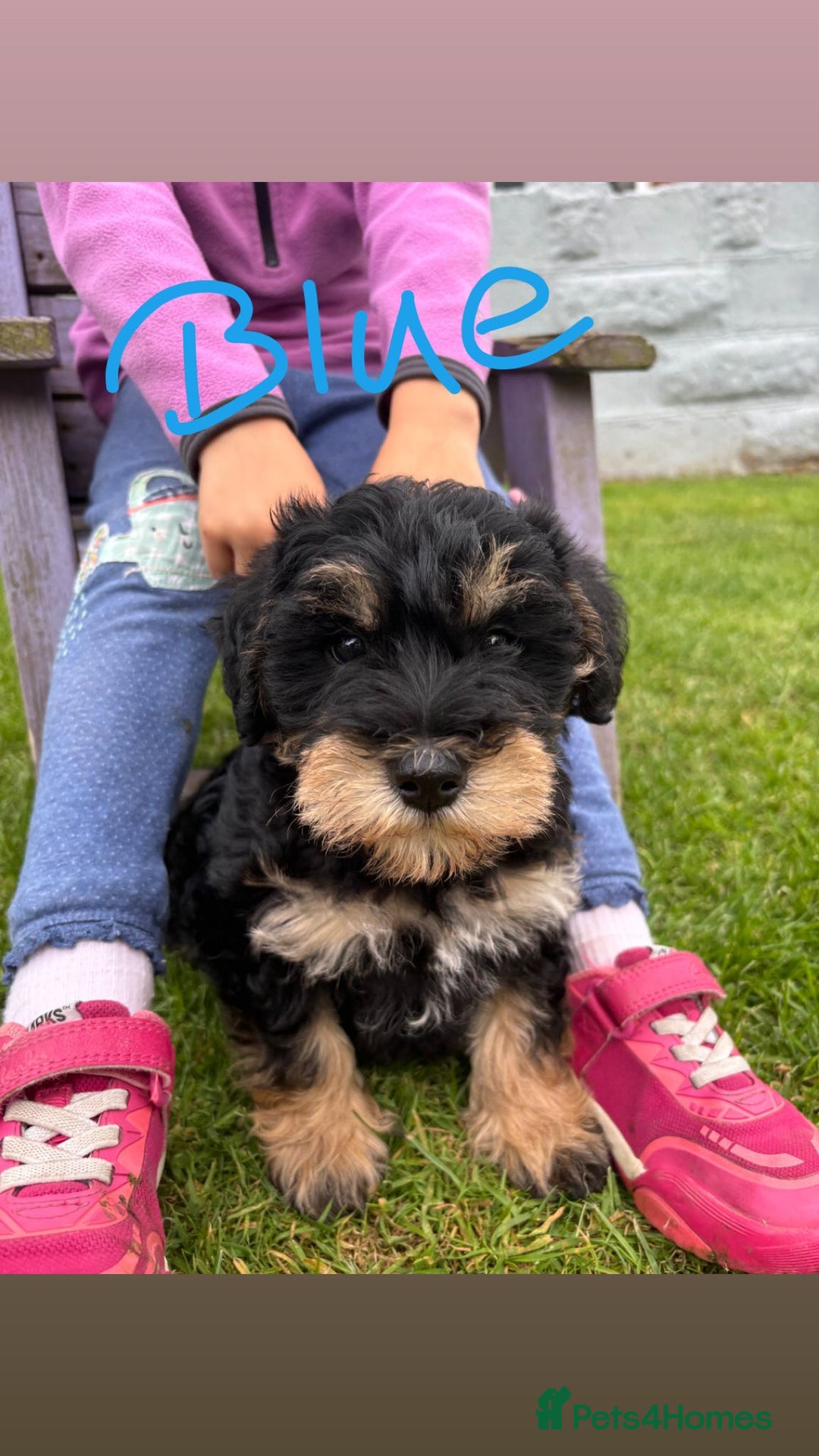 Mixed Breed dogs for sale: Schnoodle Puppies - Image 18