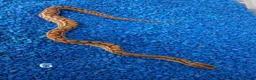 Boa Snake reptiles for sale: Colombian Rainbow Boa morphs  - Advert 9