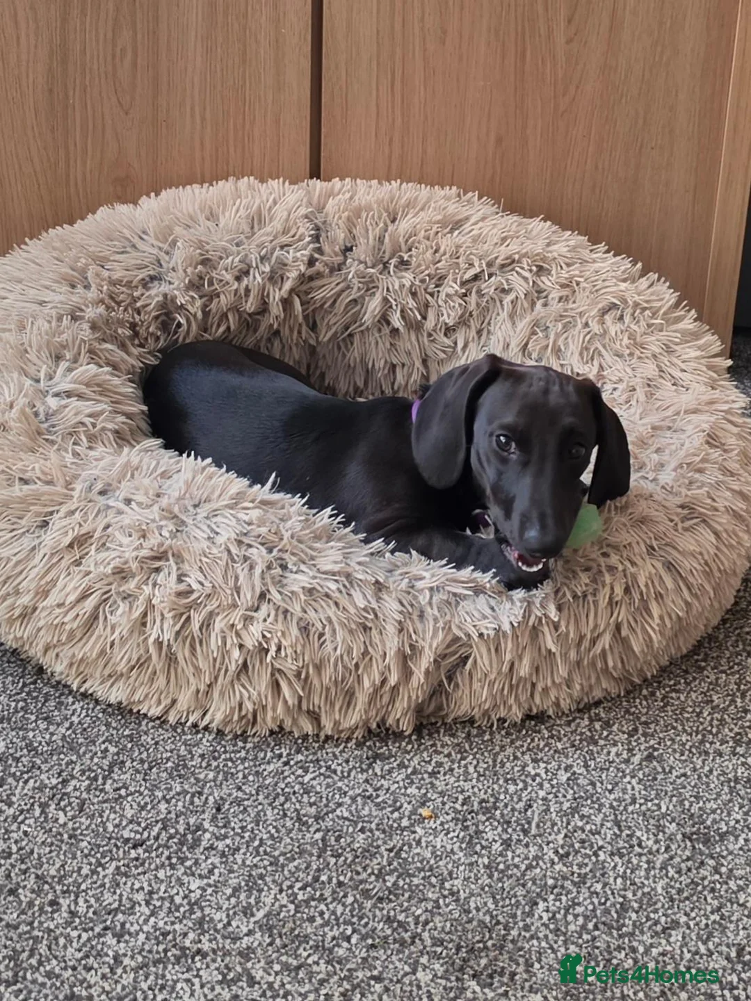 Miniature Dachshund dogs for sale: Stunning Miniature dachshund  in Telford - Advert 2