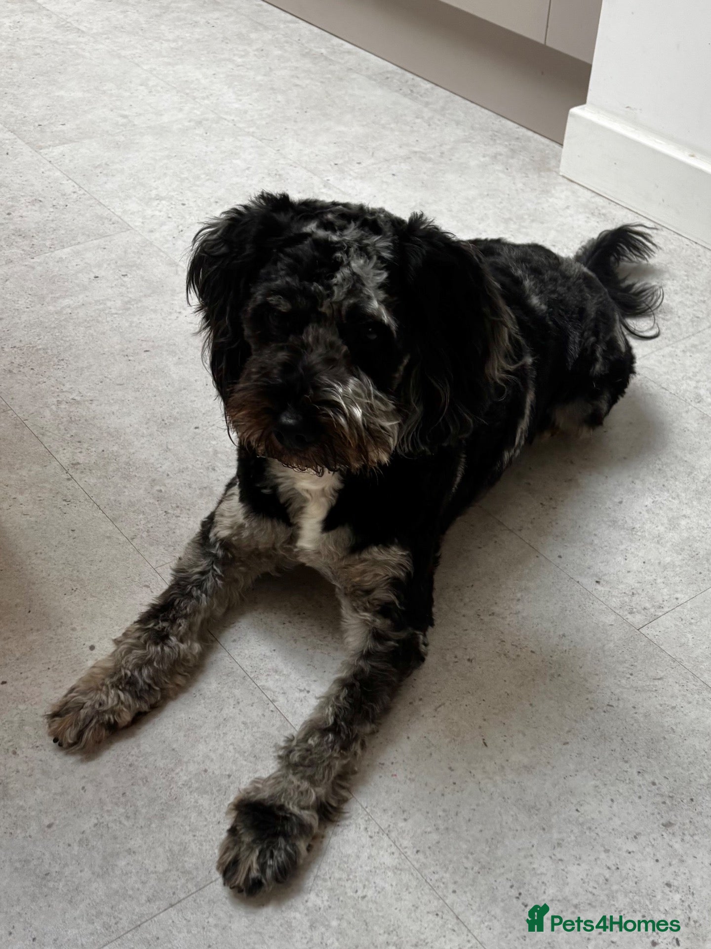Cockapoo dogs Lovely Cockapoo boy 16 months old  - Advert 4