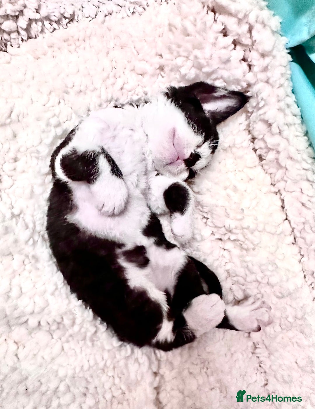 Devon Rex cats for sale: ❤️❤️❤️Beautiful Devon Rex kittens! ❤️❤️ - Advert 5