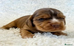 Cocker Spaniel dogs for sale: Full Health Tests KC Reg Showline Cocker Spaniels - Image 13