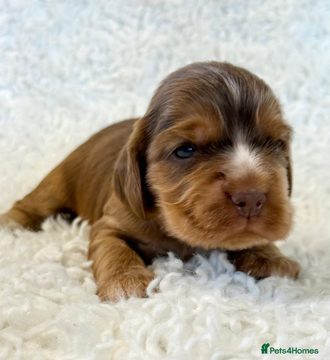 Cocker Spaniel dogs for sale: Full Health Tests KC Reg Showline Cocker Spaniels - Image 13