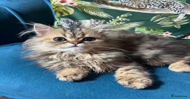 Persian cats - Advert 9