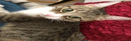 Mixed Breed cats for sale: Kittens - Advert 2