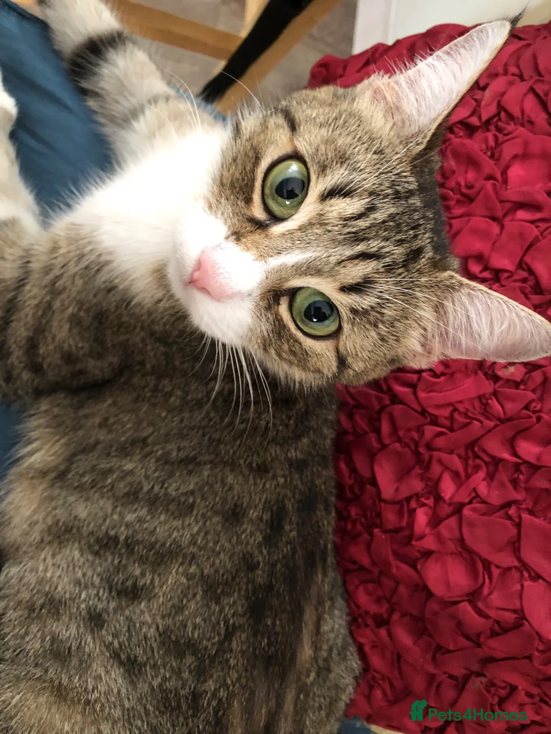 Mixed Breed cats for sale: Kittens - Advert 2
