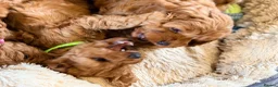 Cavapoo dogs for sale: Extensively health tested Toy F1 Cavapoo puppies - Advert 6