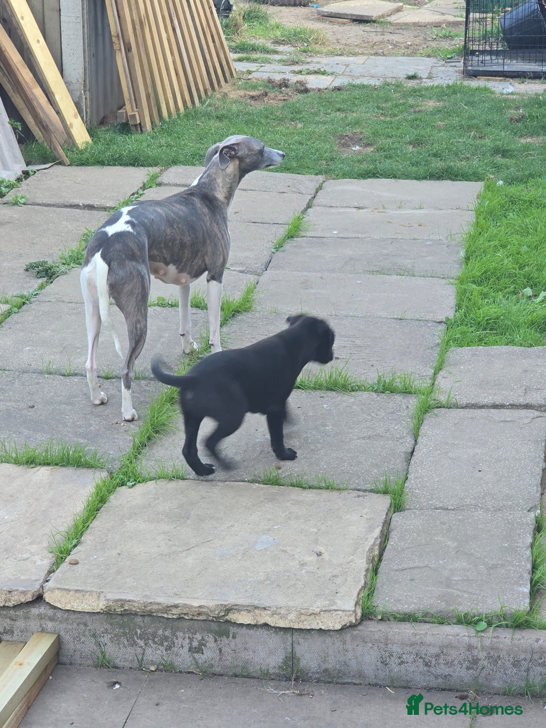 Mixed Breed dogs for sale:  Whippet × Patterdale Dog Pups - Image 33