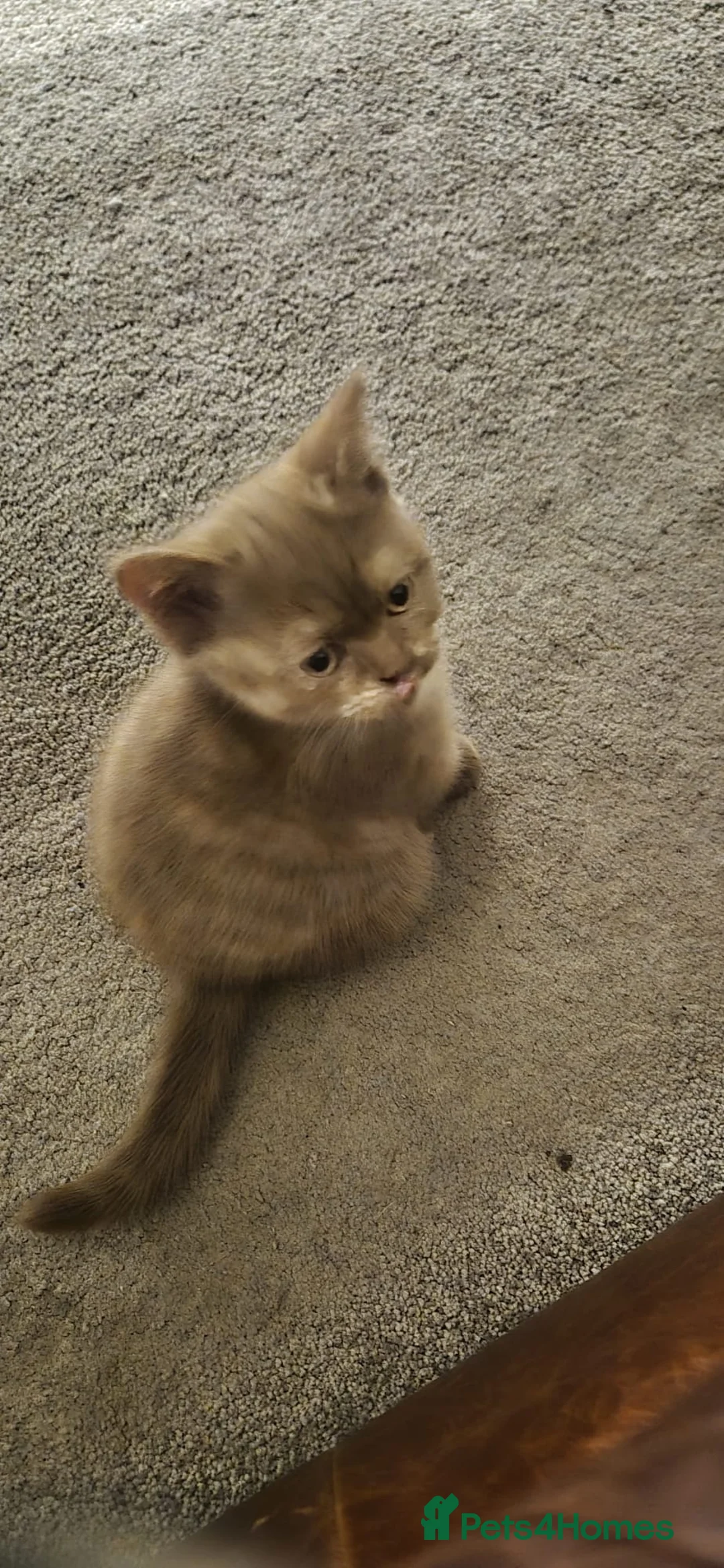 British Shorthair cats for sale: British short hair kittens in Manchester - Advert 16