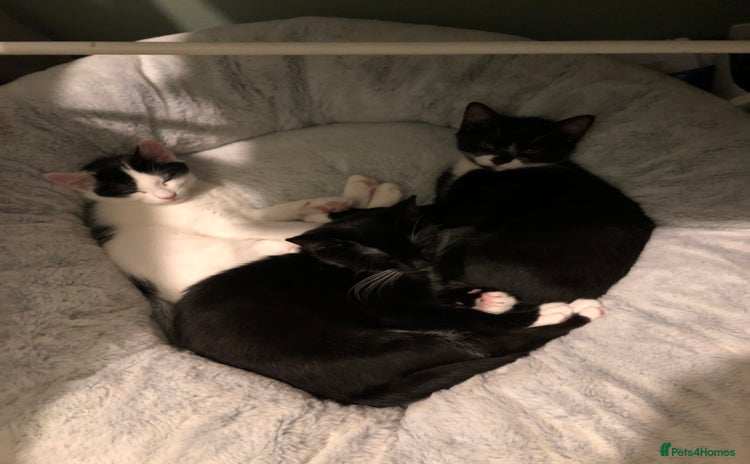 Mixed Breed cats 4 month old kittens looking for forever homes! - Advert 8