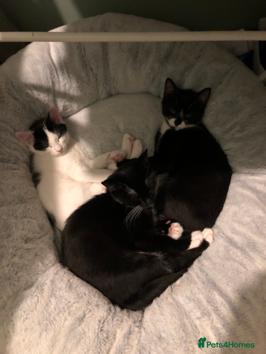 Mixed Breed cats for sale: 4 month old kittens looking for forever homes! - Advert 1