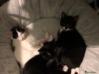 Mixed Breed cats 4 month old kittens looking for forever homes! - Advert 2