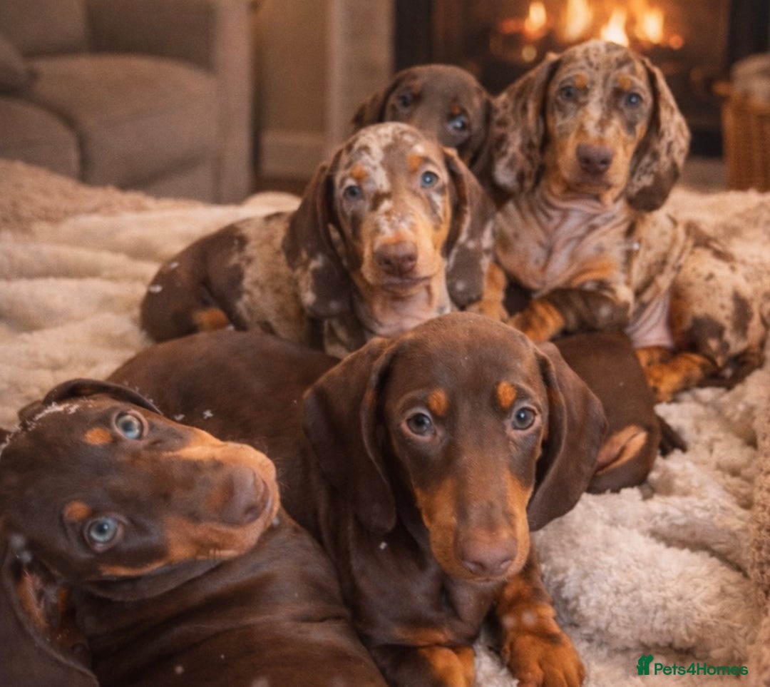 Dachshund dogs for sale: Standard dachshund puppies - Advert 1