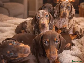 Dachshund dogs Standard dachshund puppies - Advert 1