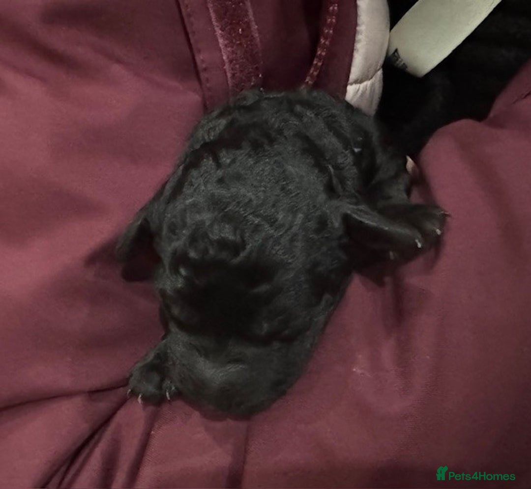 Australian Labradoodle dogs for sale: Annie's Australian Labradoodle Puppies are here! - Advert 11