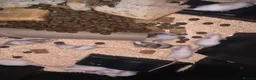 Mouse rodents for sale: Let fancy mice  - Advert 2