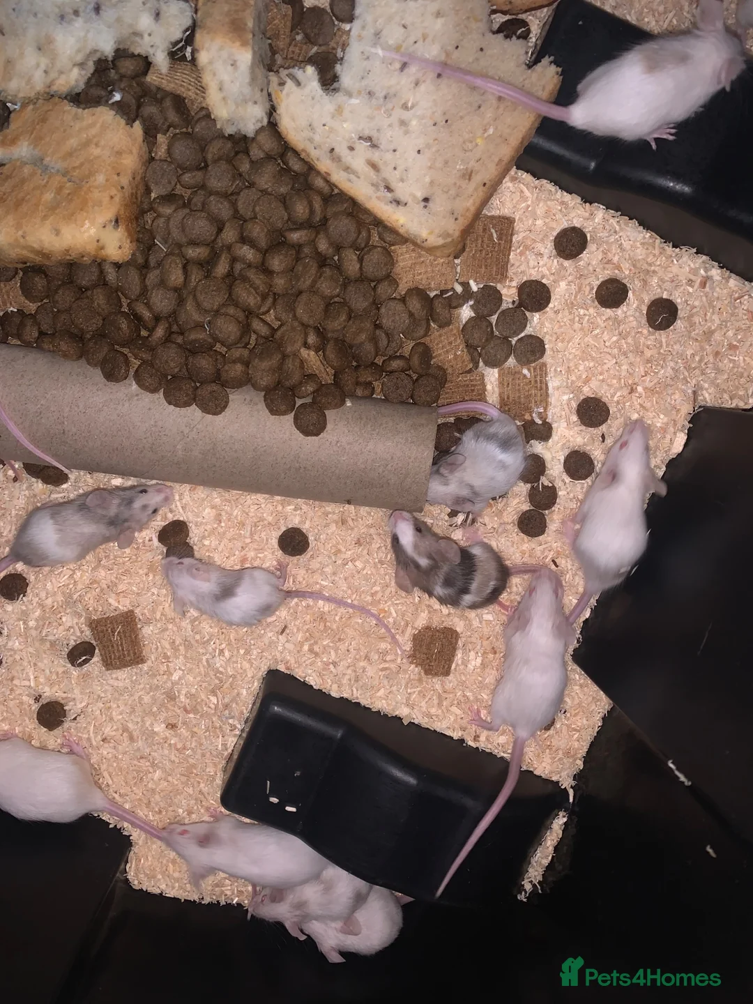 Mouse rodents for sale: Let fancy mice  - Advert 2