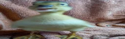 Ducks poultry for sale: Mixed Ducklings for Sale - Advert 8