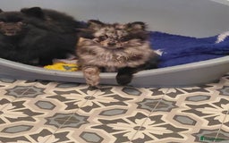 Pomeranian dogs for sale: Female Silver merl Pom  - Advert 2