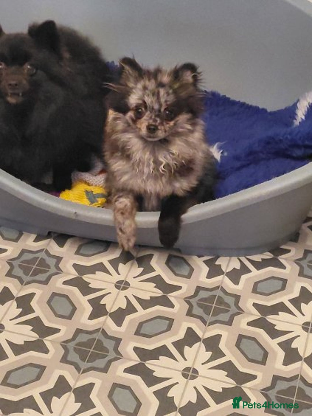 Pomeranian dogs for sale: Female Silver merl Pom  - Advert 2