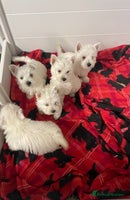 West Highland Terrier dogs Beautiful Westie puppies - Advert 2