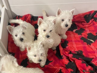 West Highland Terrier dogs - Advert 16