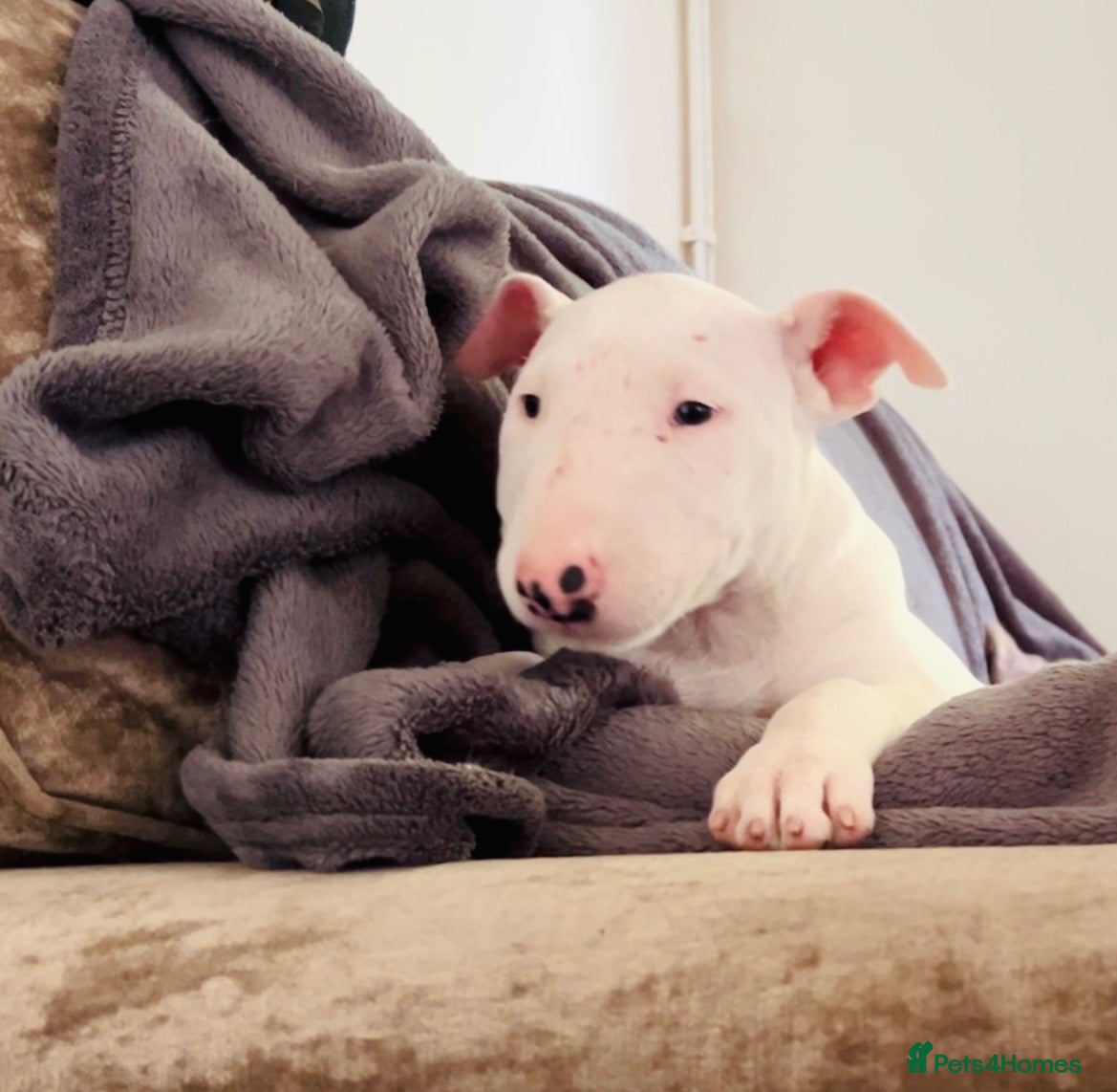 English Bull Terrier dogs Ready Now KC reg show quality puppies  - Advert 2