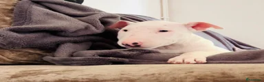 English Bull Terrier 7