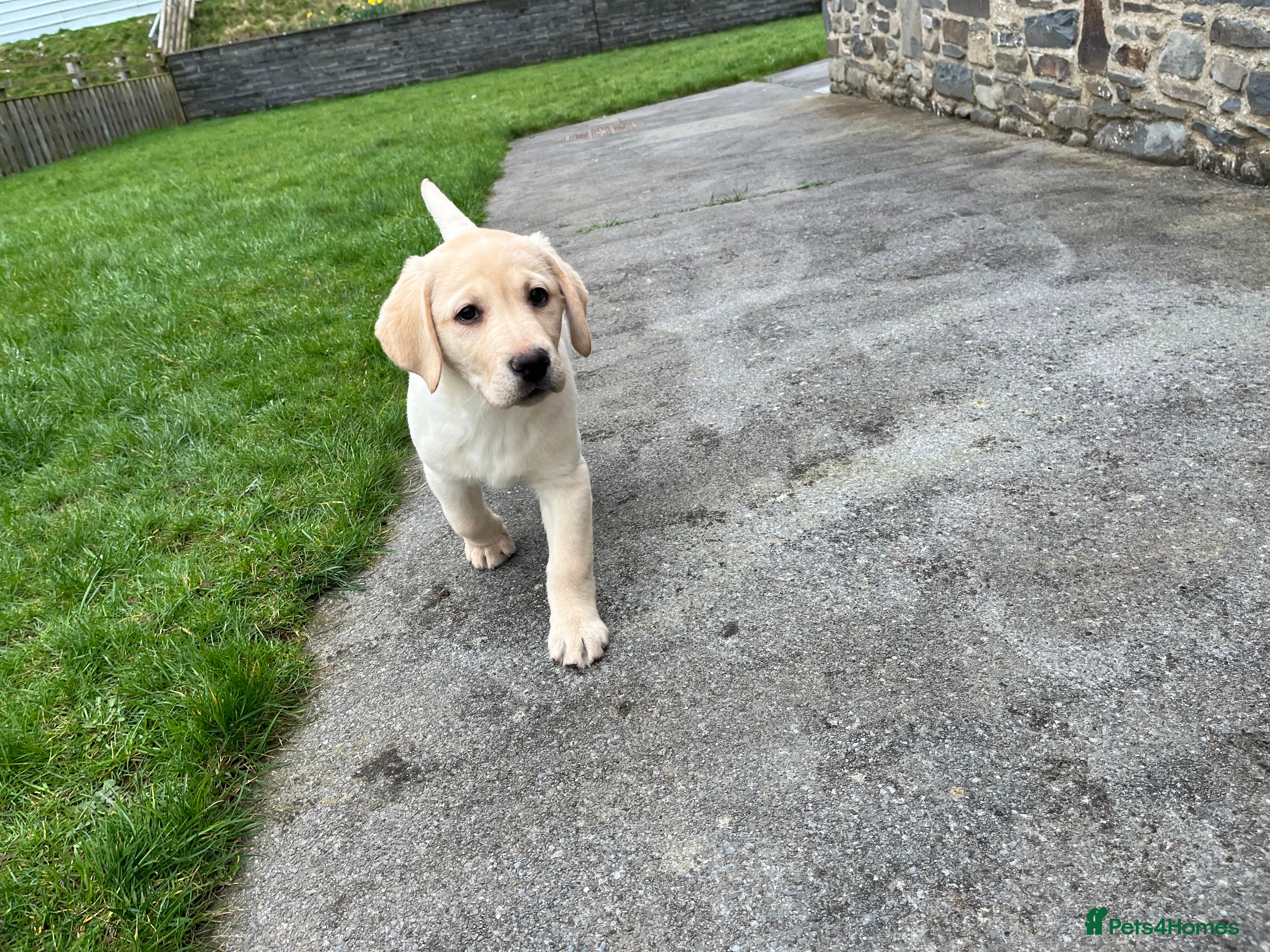 Labrador Retriever dogs Hip scored fully HEALTH TESTED 0 co-eff chunky 🐶  - Advert 1