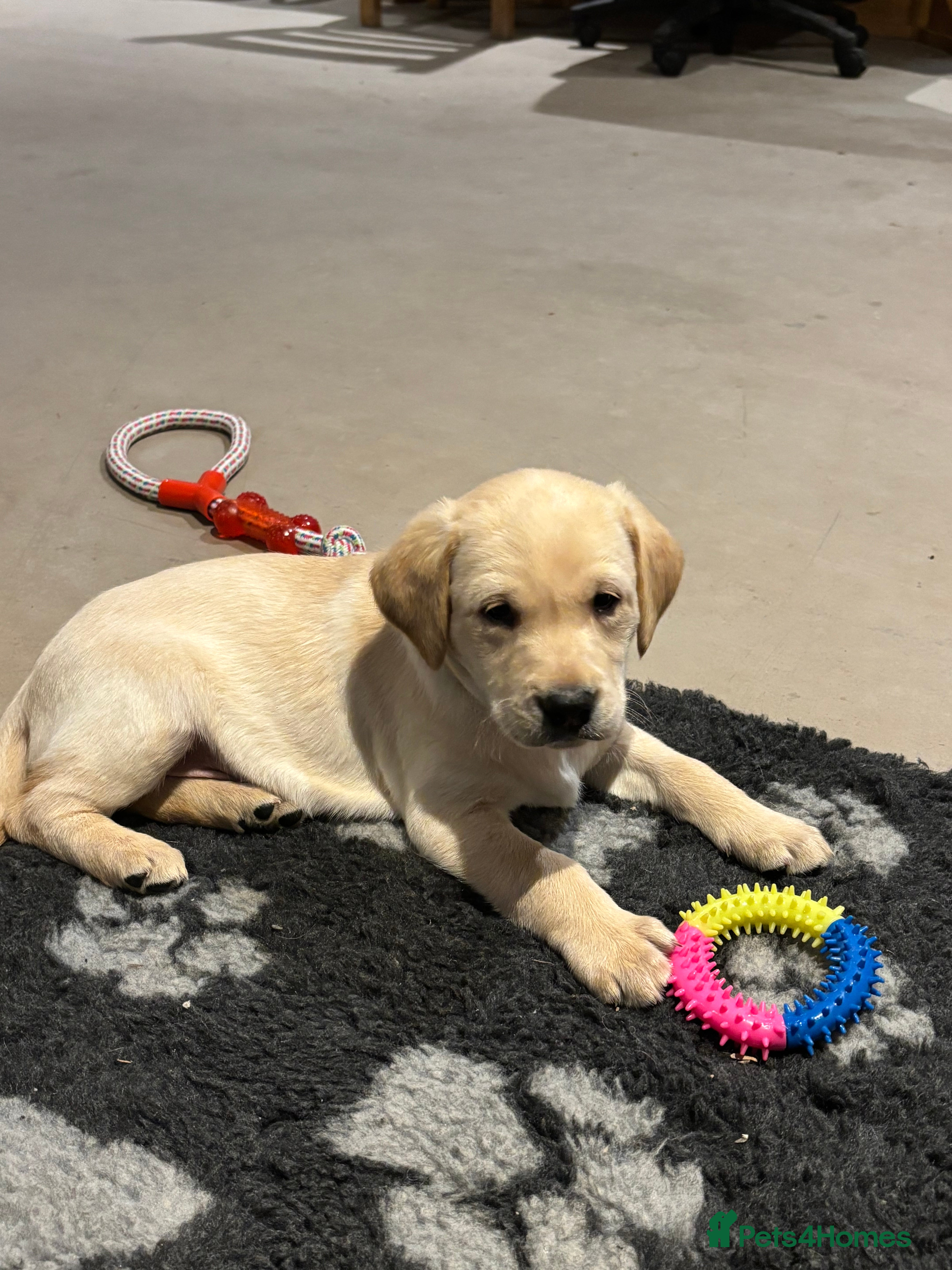 Labrador Retriever dogs KC Registered Labrador Puppies for Sale - Advert 7