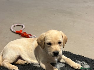 Labrador Retriever dogs KC Registered Labrador Puppies for Sale - Advert 5