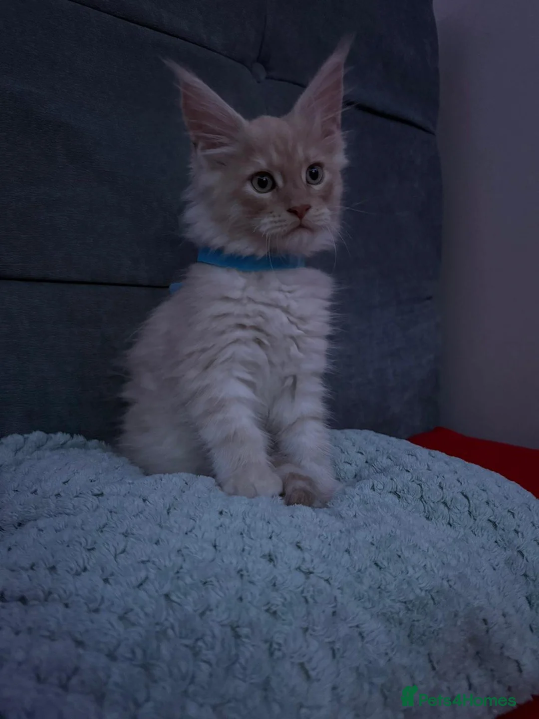 Maine Coon cats for sale: TICA registered purebred Maine Coon kittens - Advert 3