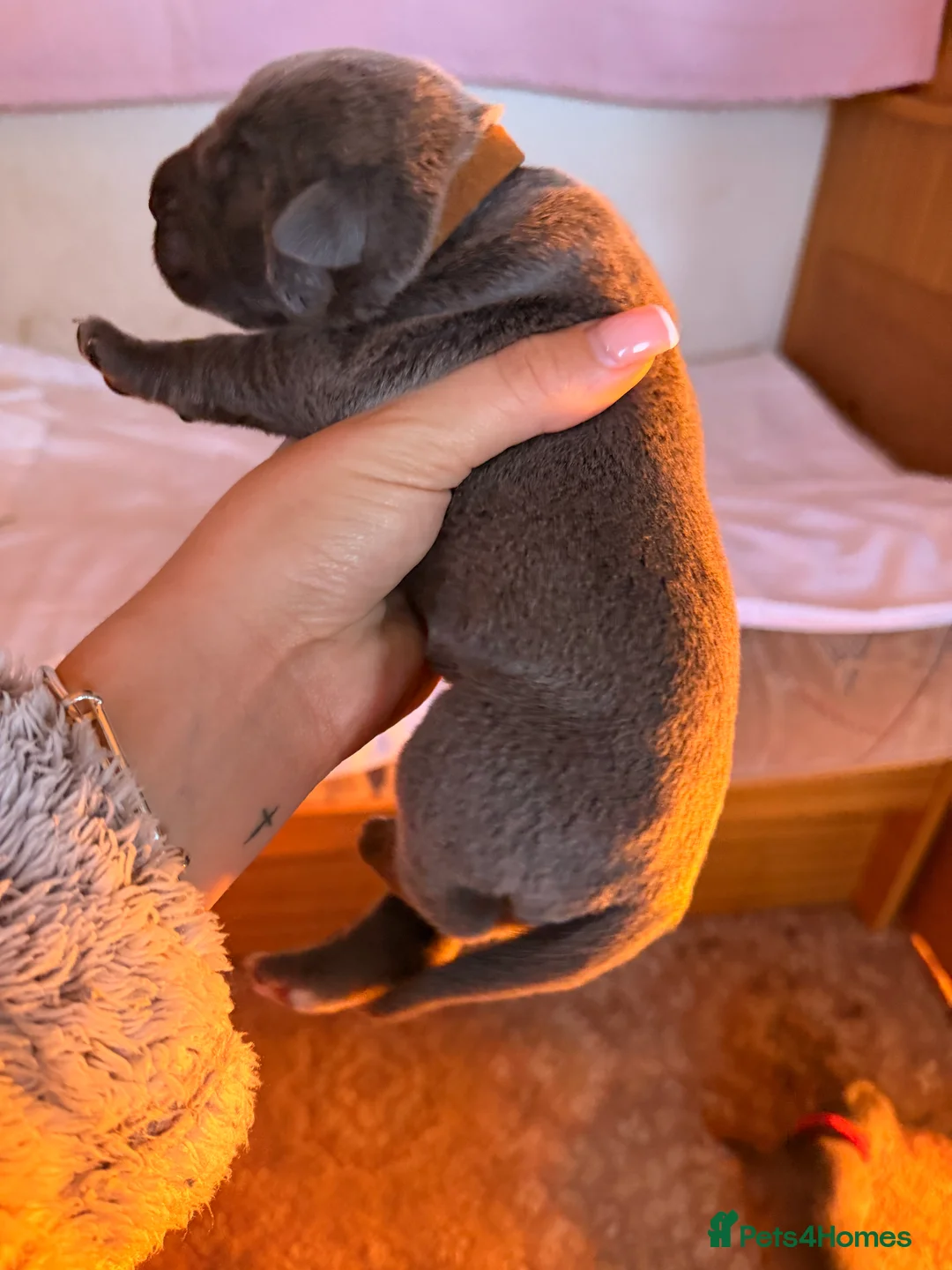 Cane Corso dogs for sale: 12 cane corso pups  - Advert 4