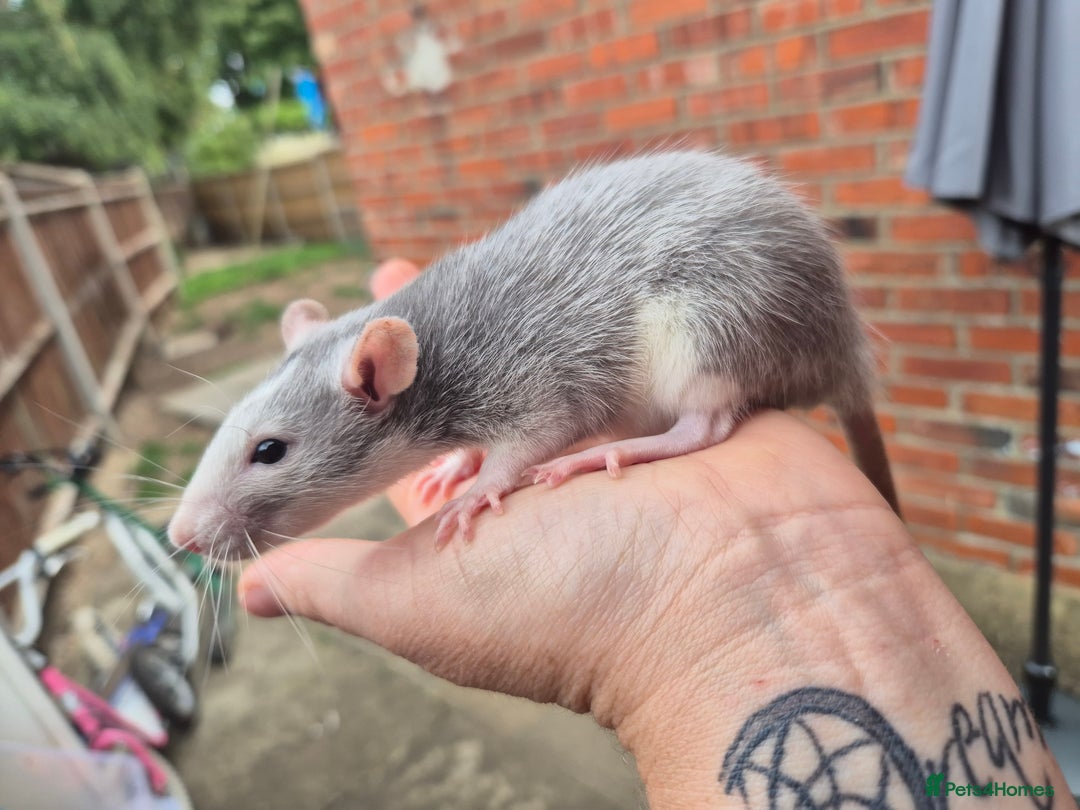 Rat rodents for sale:  top eared baby rats  - Image 8