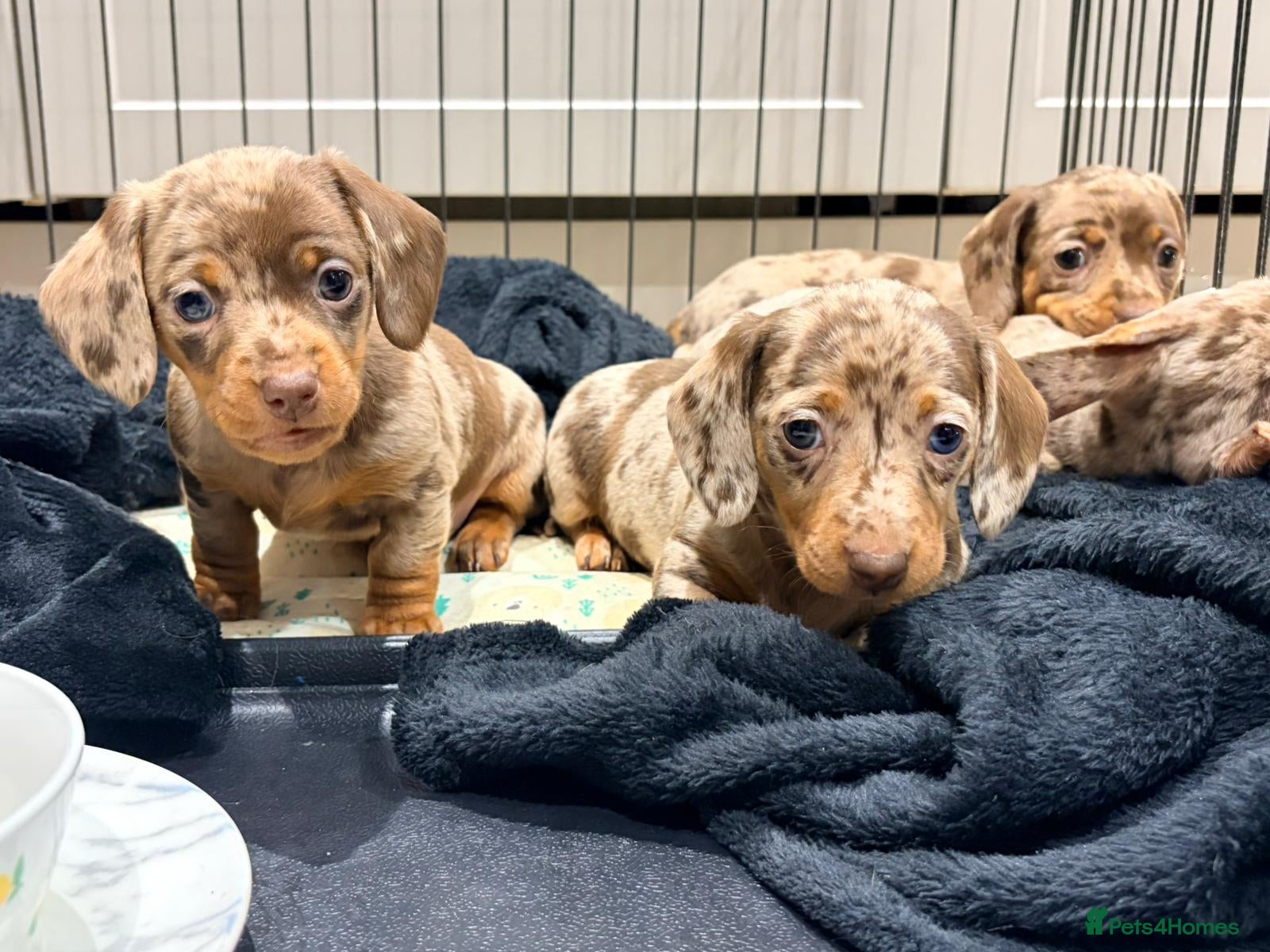 Miniature Dachshund dogs 2 girl miniature dachshund  - Advert 1