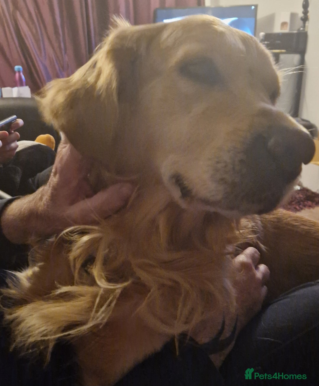 Golden Retriever dogs for sale: Available for STUD - Image 7