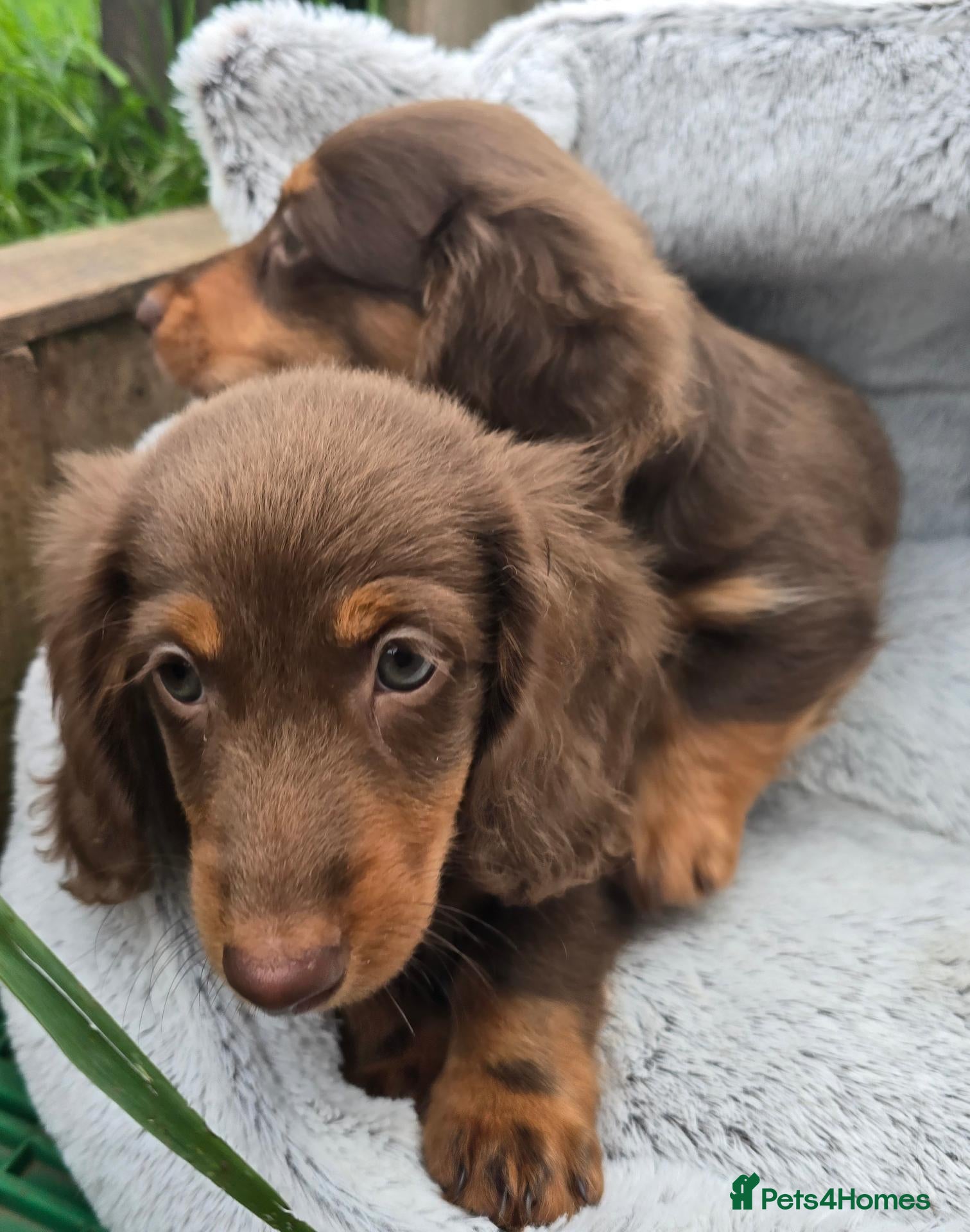 Miniature Dachshund dogs 2 Boys 💙💙collection any time, Ready now - Advert 17