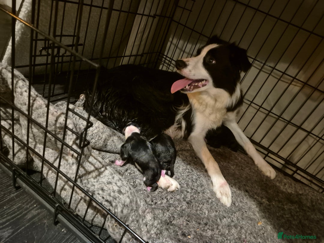 Border Collie dogs for sale: 🏡 Smart, Sweet Border Collie Pups Await You!" - Image 5