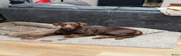 Dobermann dogs for stud: Champion bloodline Doberman for stud  - Advert 8