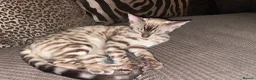 Bengal cats for sale: 2 beautiful benegal sisters  - Advert 7