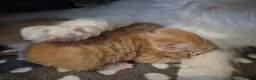 Mixed Breed cats for sale: Maine coon X BSH Kittens in Droitwich - Advert 3