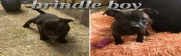 Staffordshire Bull Terrier dogs for sale: Show quality Brindle boys - last available £1300 - Advert 6