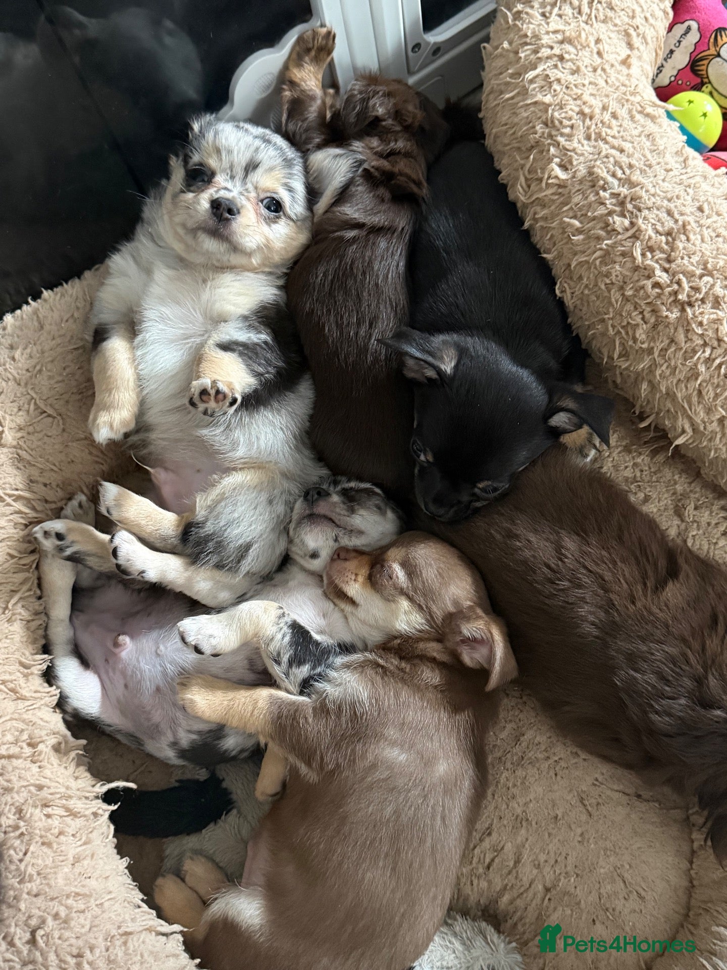 Chihuahua dogs Stunning litter of chihuahua babies!  - Advert 2